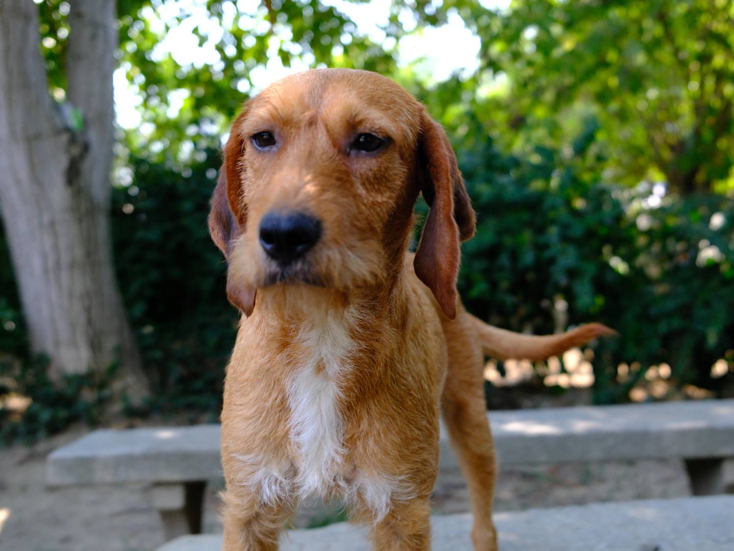Adozione cane, femmina, Razza sconosciuta Razza sconosciuta, 3 anni e 3 mesi, taglia media contenuta, Torino