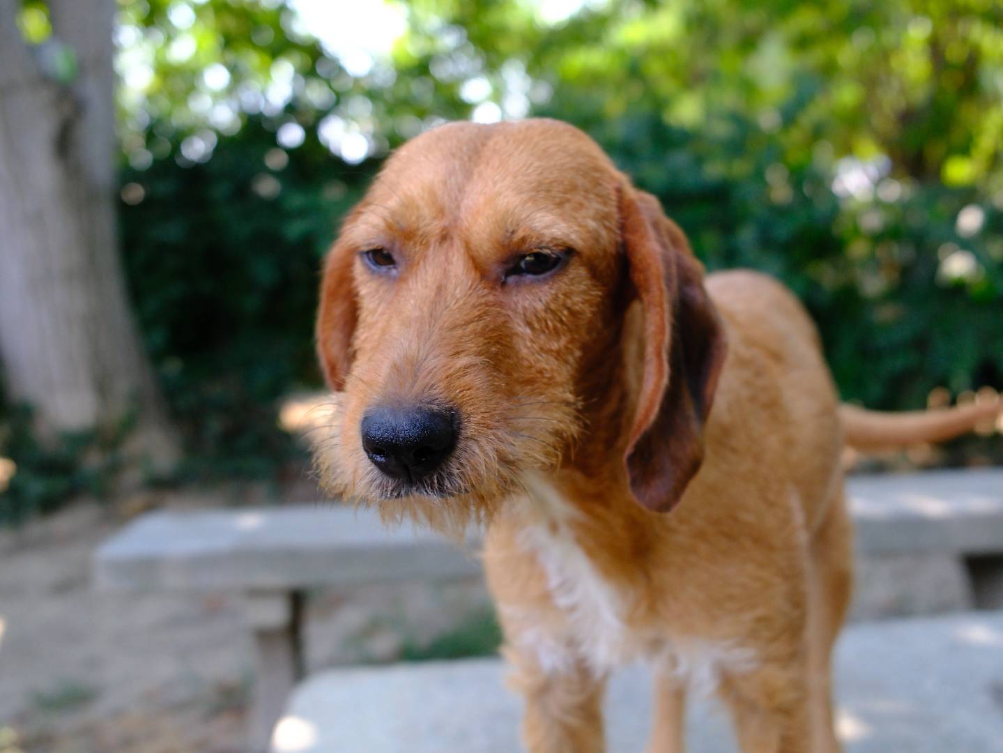 Adotta un cane, taglia media contenuta, femmina, Torino