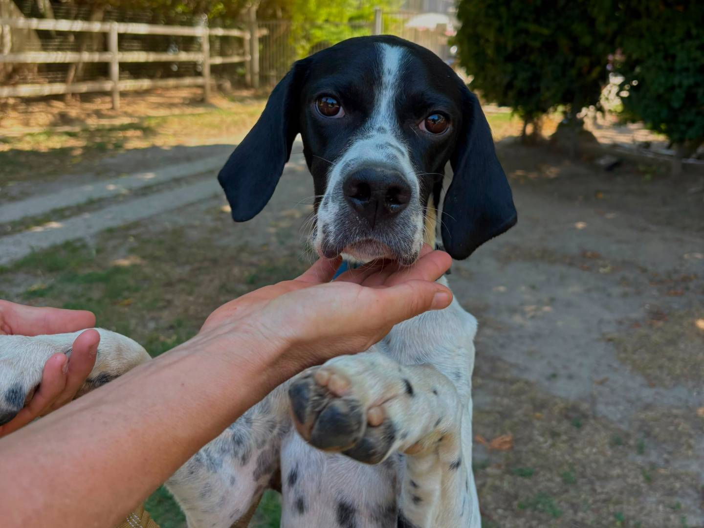 Adozione cane, maschio, Pointer Razza sconosciuta, 9 mesi, taglia media, Torino