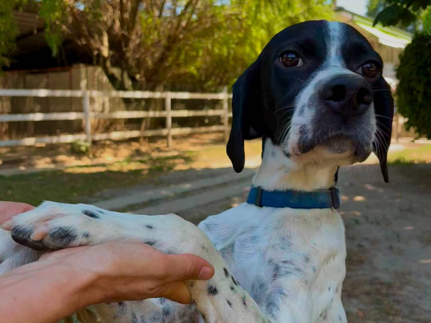 Adotta un cane, maschio, 9 mesi, Torino