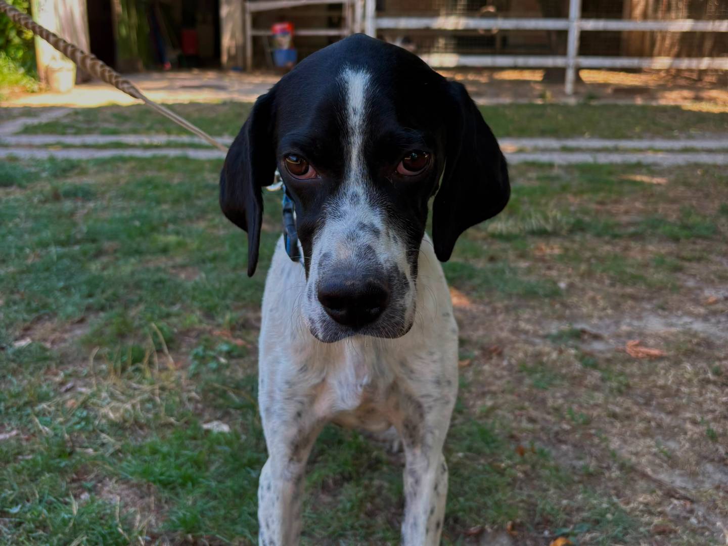 Adotta un cane, taglia media, maschio, Torino