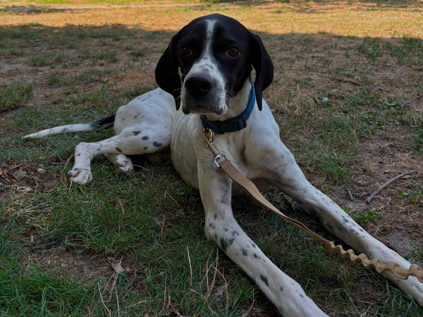 Vuoi adottare un cane a Torino?