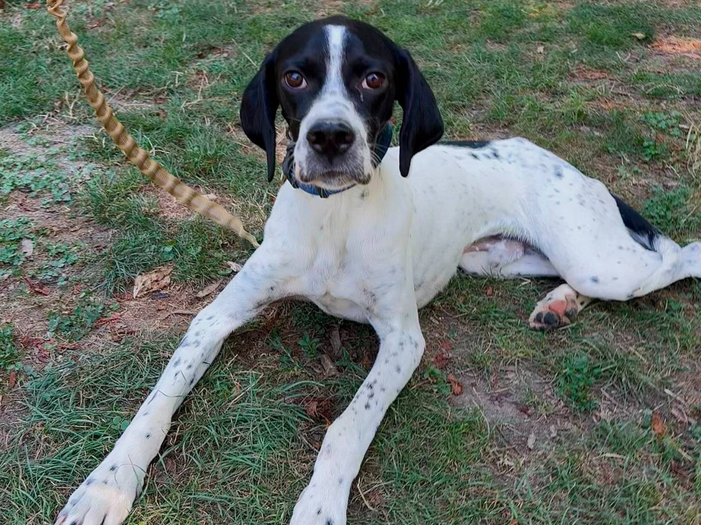 Adotta il cane Pasqualino a Torino