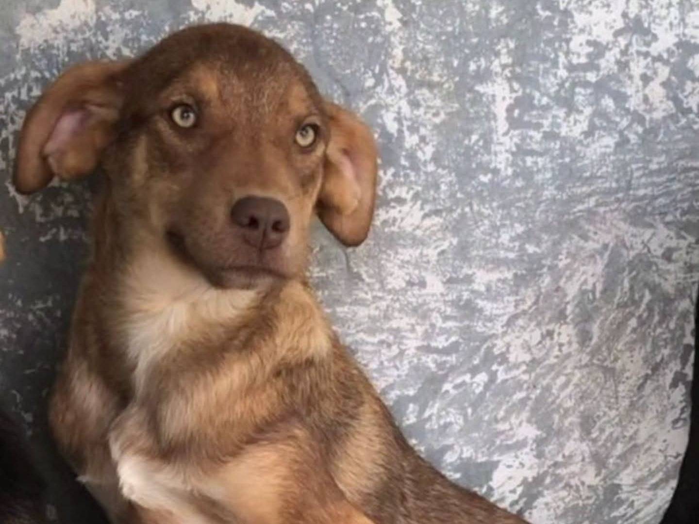 Adozione cane, femmina, Razza sconosciuta Razza sconosciuta, 9 mesi, taglia media contenuta, Torino