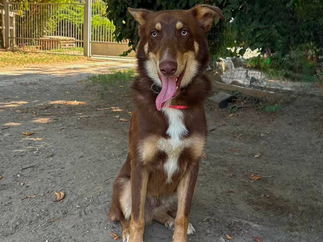 Adozione cane, maschio, Razza sconosciuta Razza sconosciuta, 9 mesi, taglia media, Torino