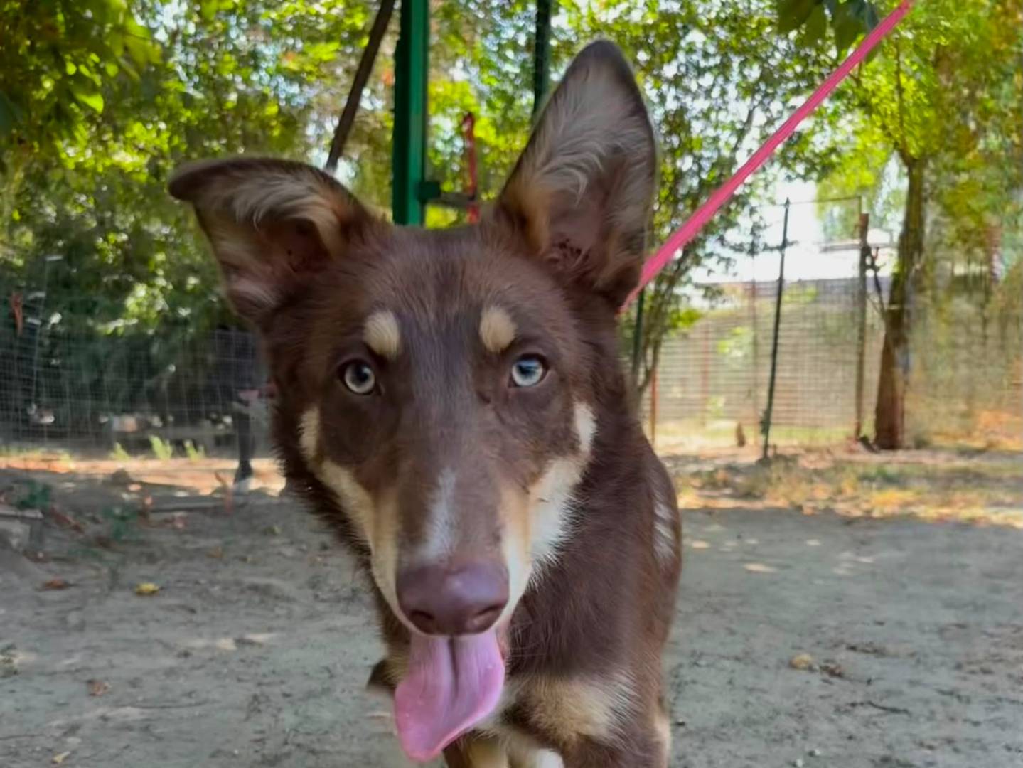 Adotta un cane, maschio, 9 mesi, Torino