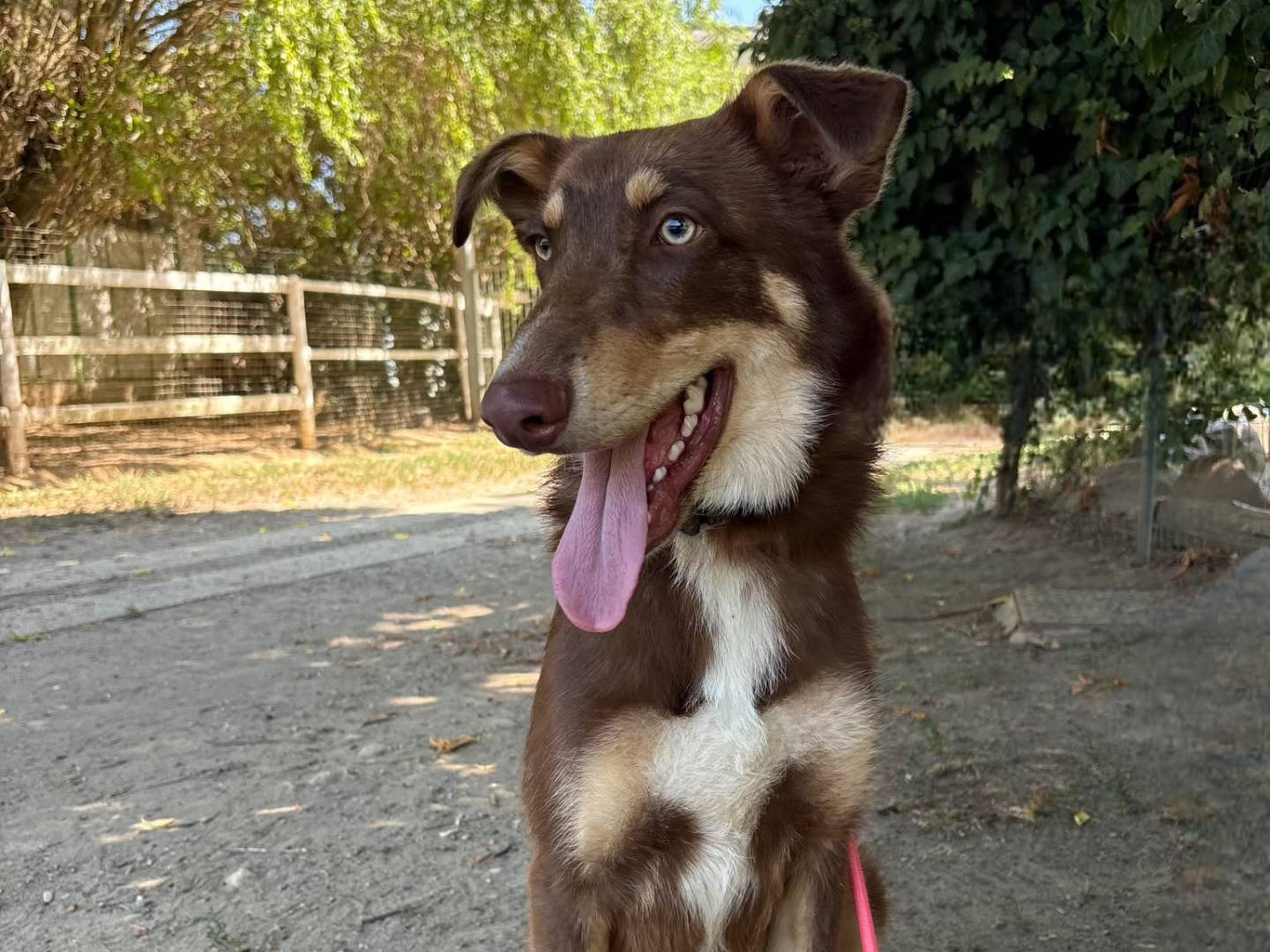 Adotta un cane, taglia media, maschio, Torino