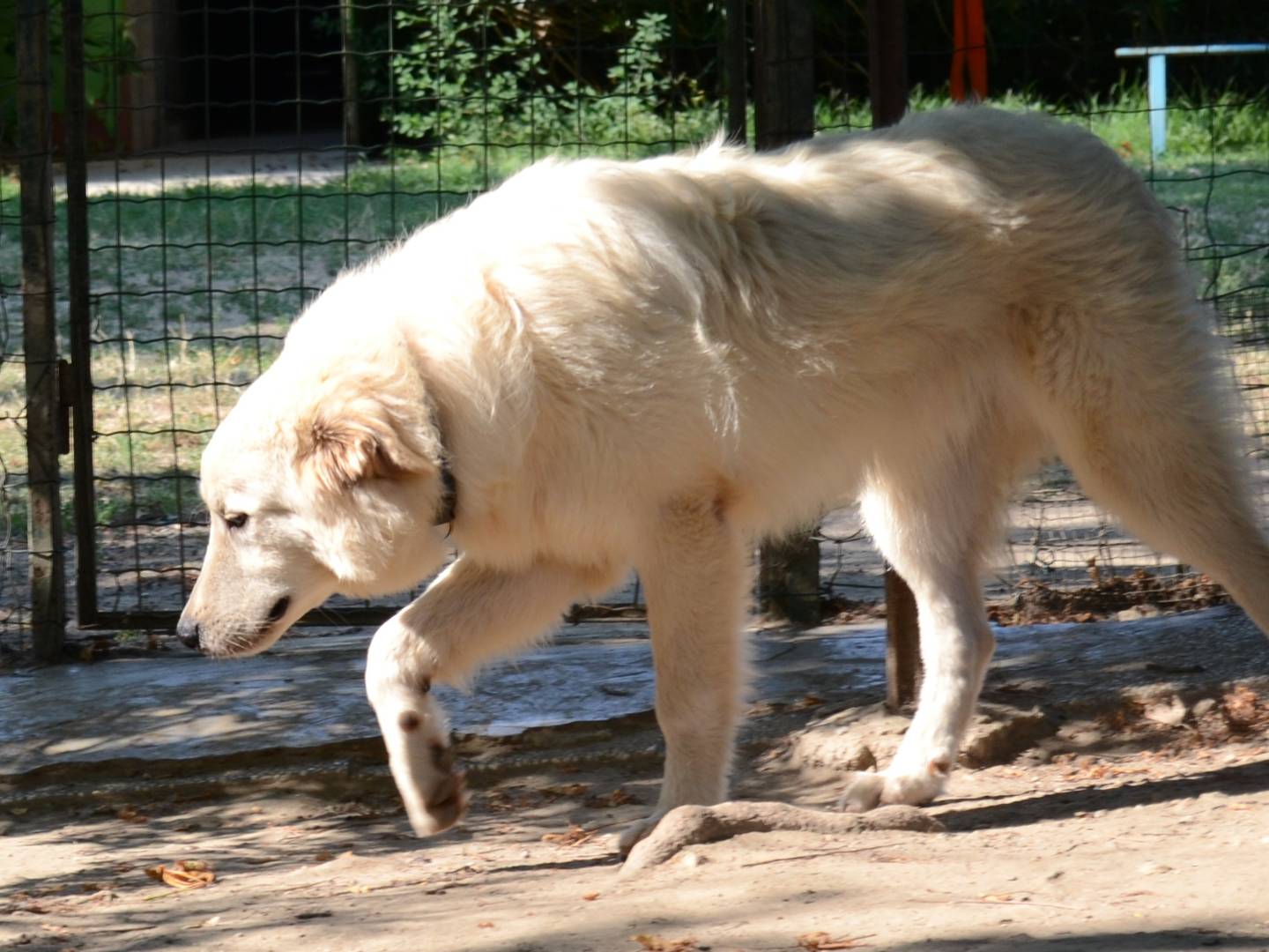 Adotta un cane, maschio, 8 mesi, Torino