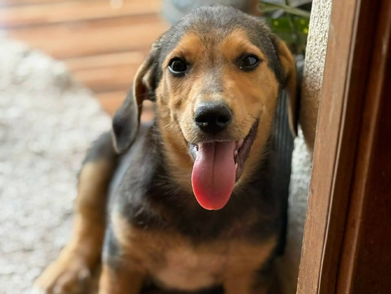 Adotta il cane DANI a Firenze