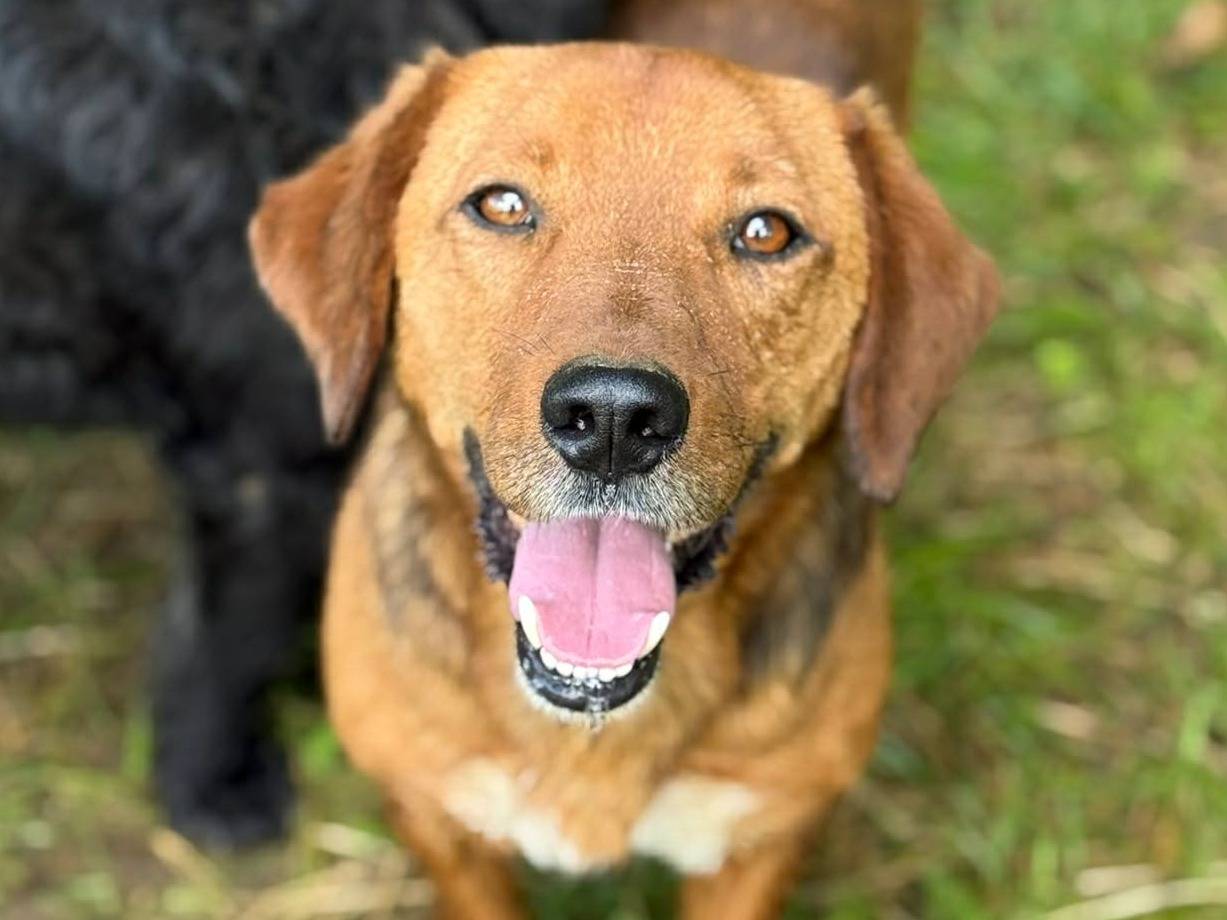 Adotta un cane, taglia media contenuta, maschio, Firenze