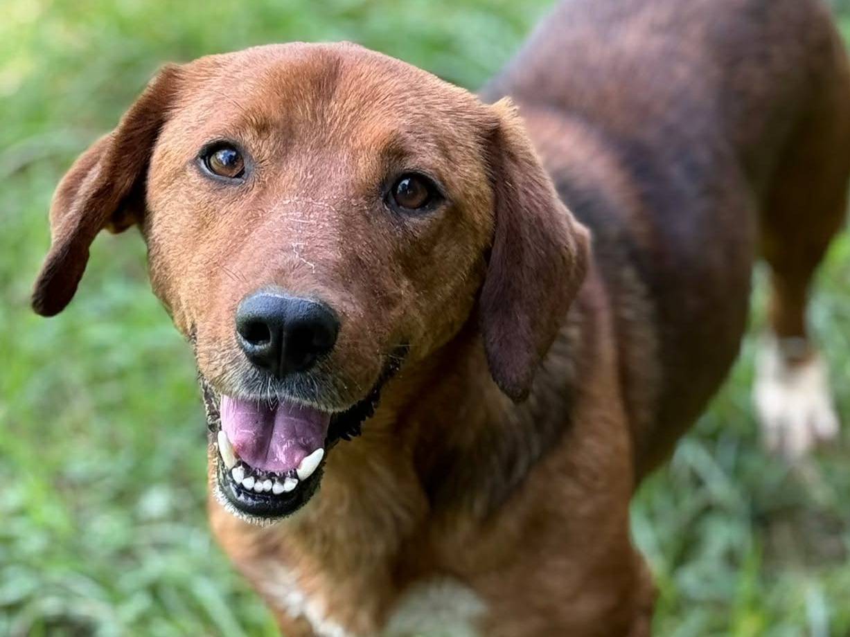 Adotta il cane CAMILLO a Firenze