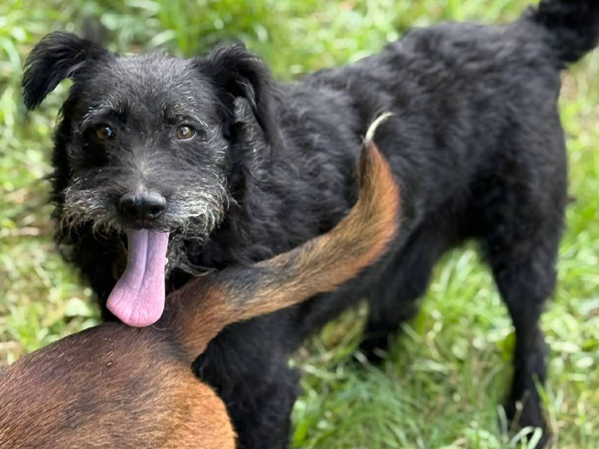 Adotta il cane JAGUAR a Firenze