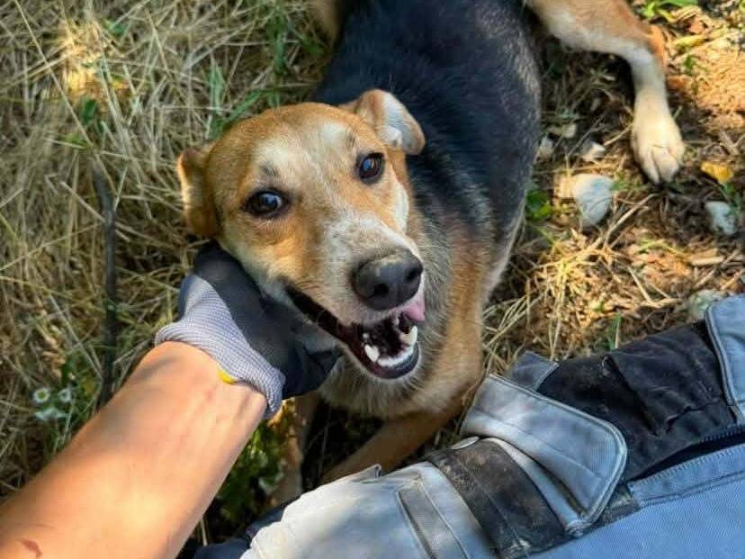 Adotta il cane CHICCA a Firenze