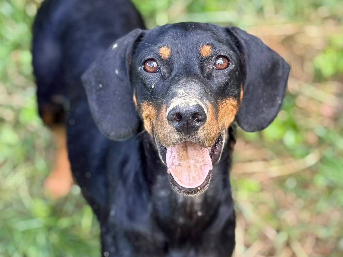 Adotta un cane, femmina, 2 anni e 1 mese, Firenze