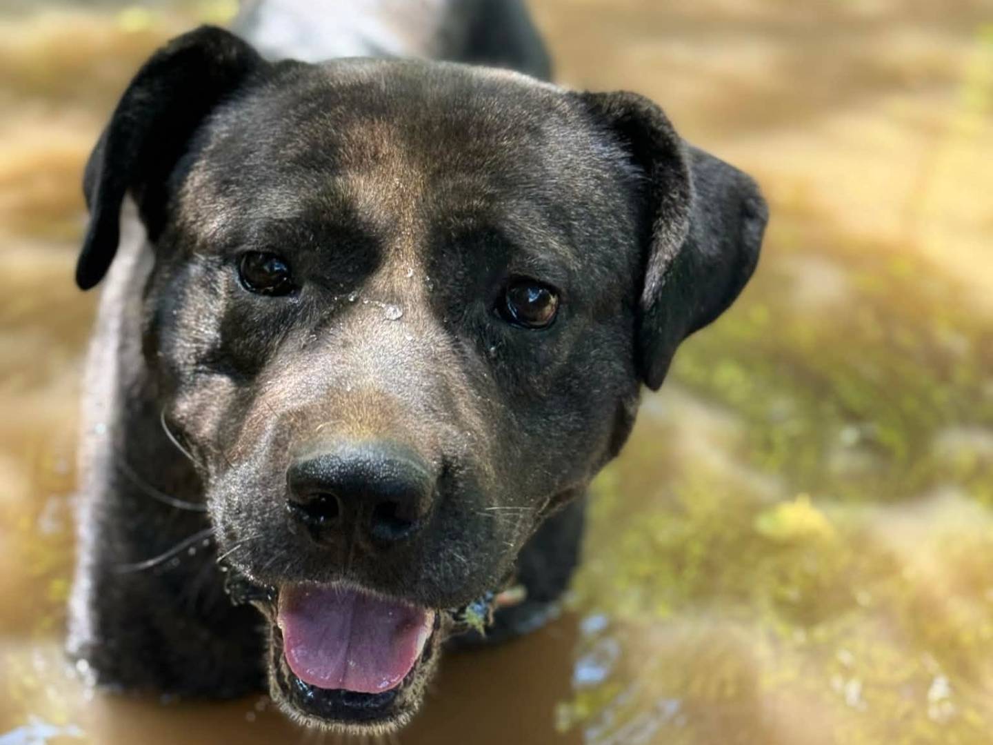 Adotta il cane HERCULES a Firenze
