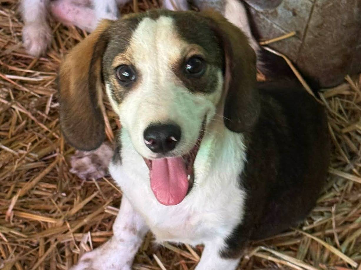 Adotta un cane, taglia piccola, maschio, Firenze