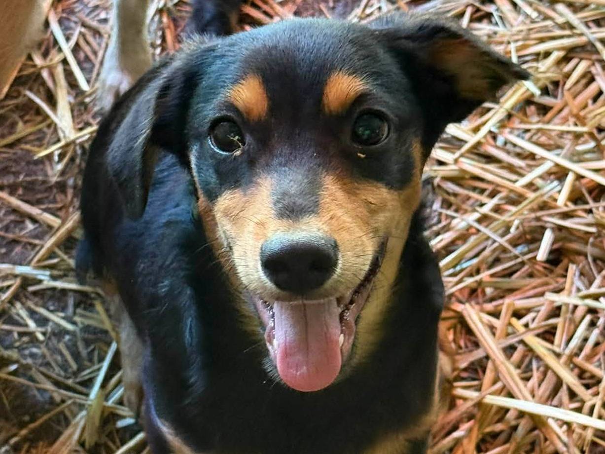 Adozione cane, maschio, Razza sconosciuta Razza sconosciuta, 2 mesi, taglia piccola, Firenze