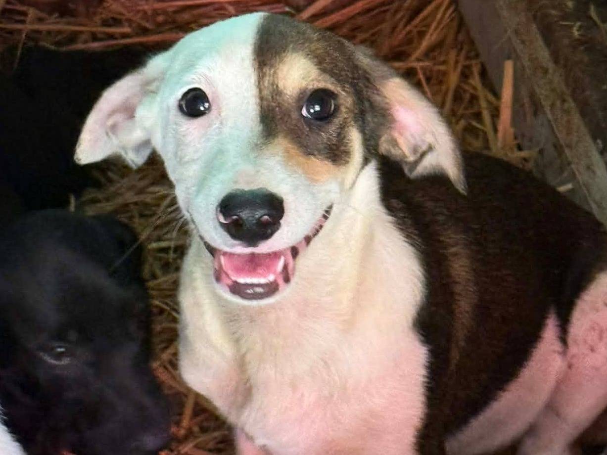 Adotta un cane, taglia piccola, maschio, Firenze