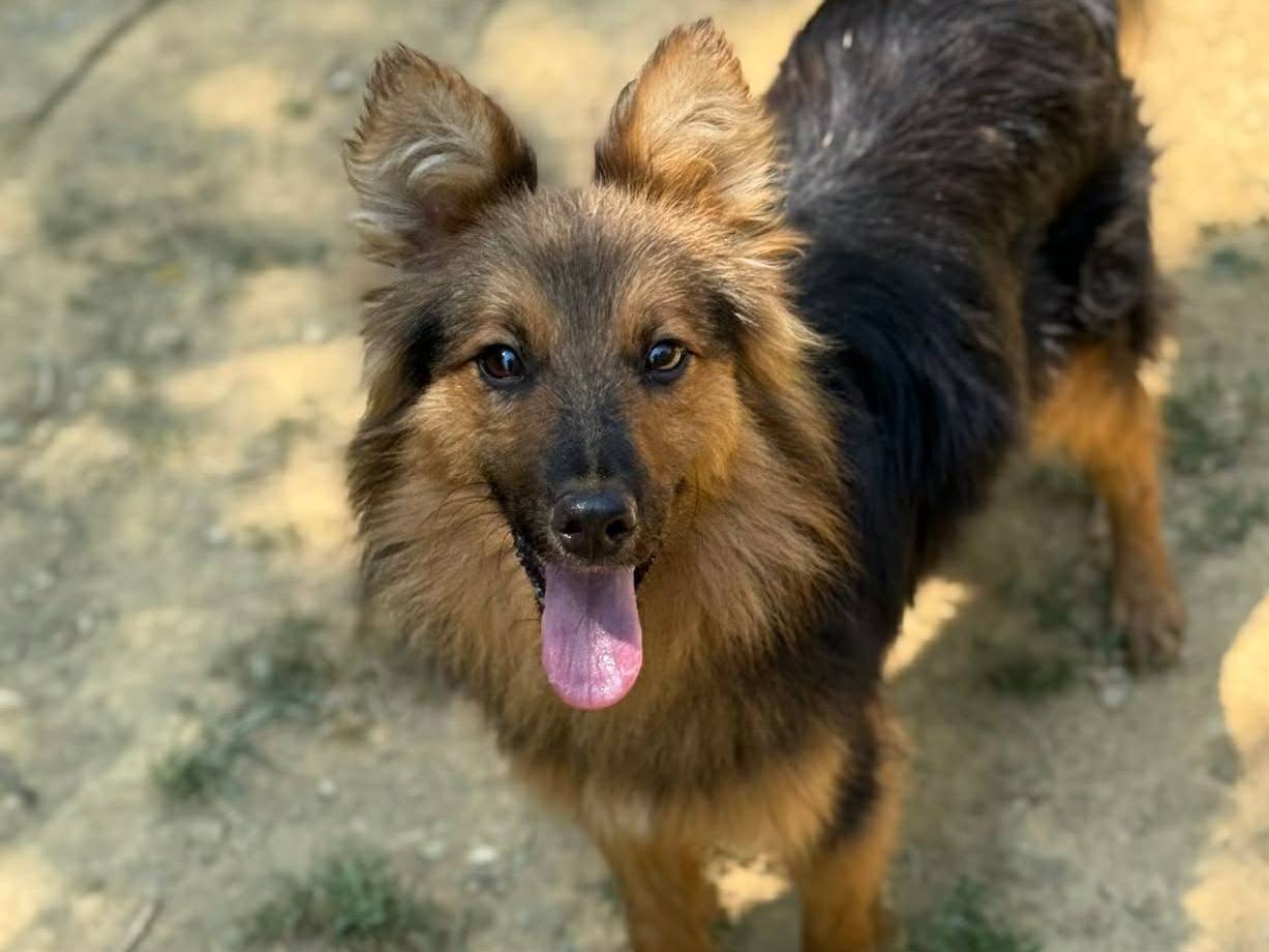 Adozione cane, maschio, Razza sconosciuta Razza sconosciuta, 2 anni e 2 mesi, taglia piccola, Firenze