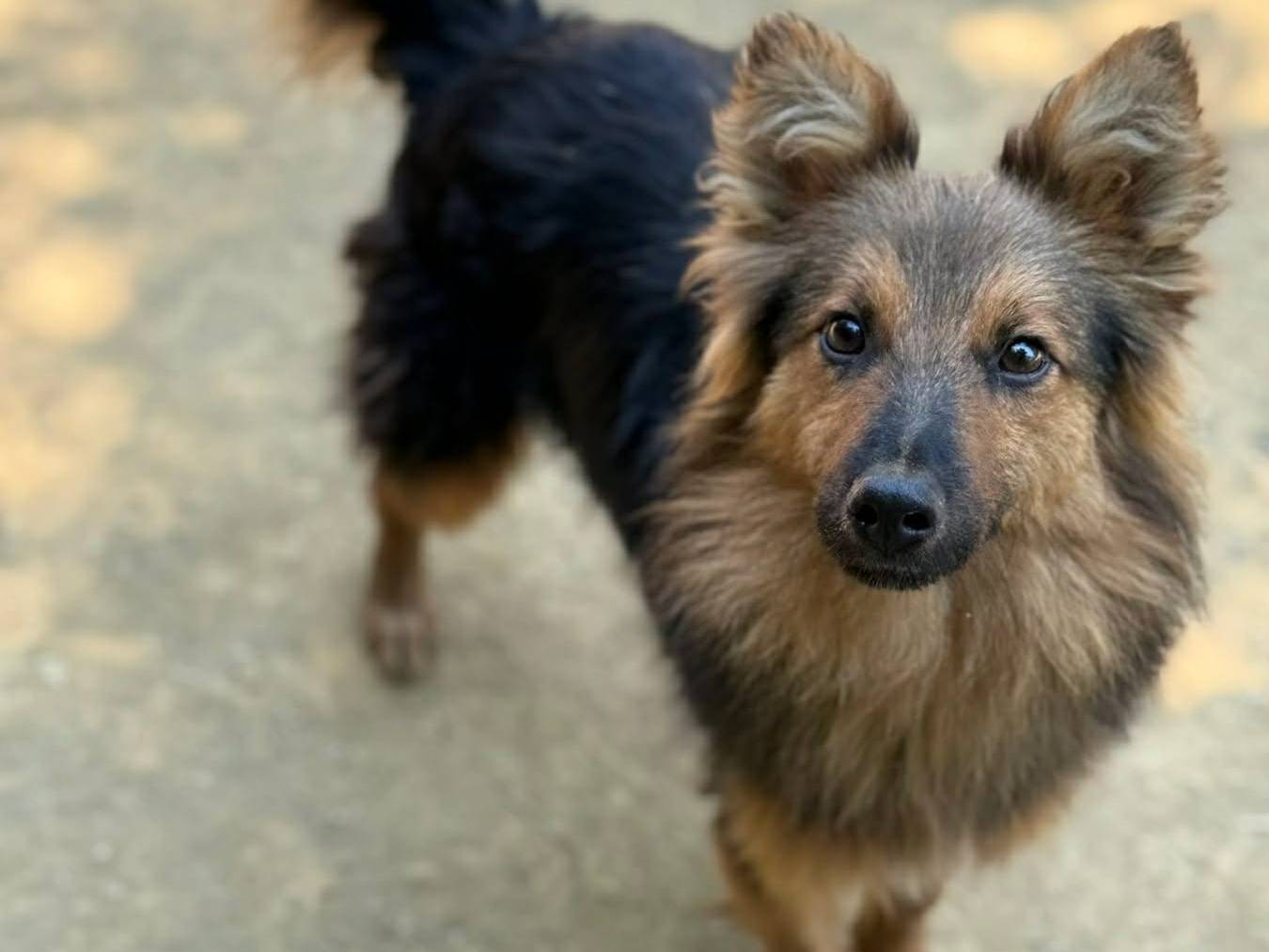 Adotta un cane, taglia piccola, maschio, Firenze
