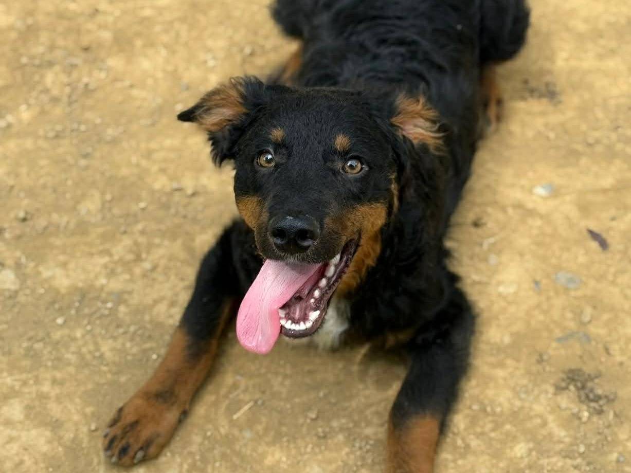 Vuoi adottare un cane a Firenze?