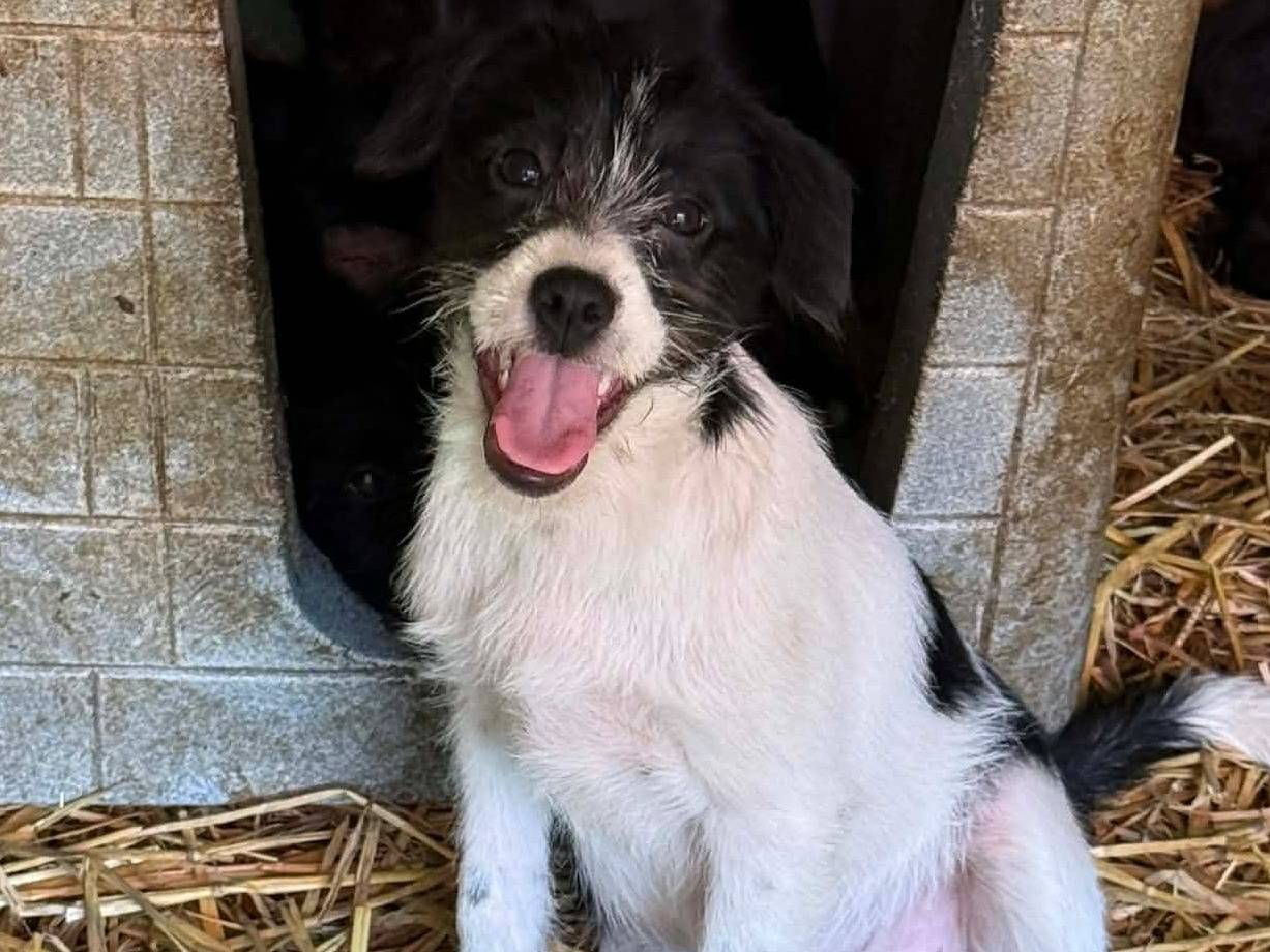 Adozione cane, femmina, Razza sconosciuta Razza sconosciuta, 3 mesi, taglia piccola, Firenze