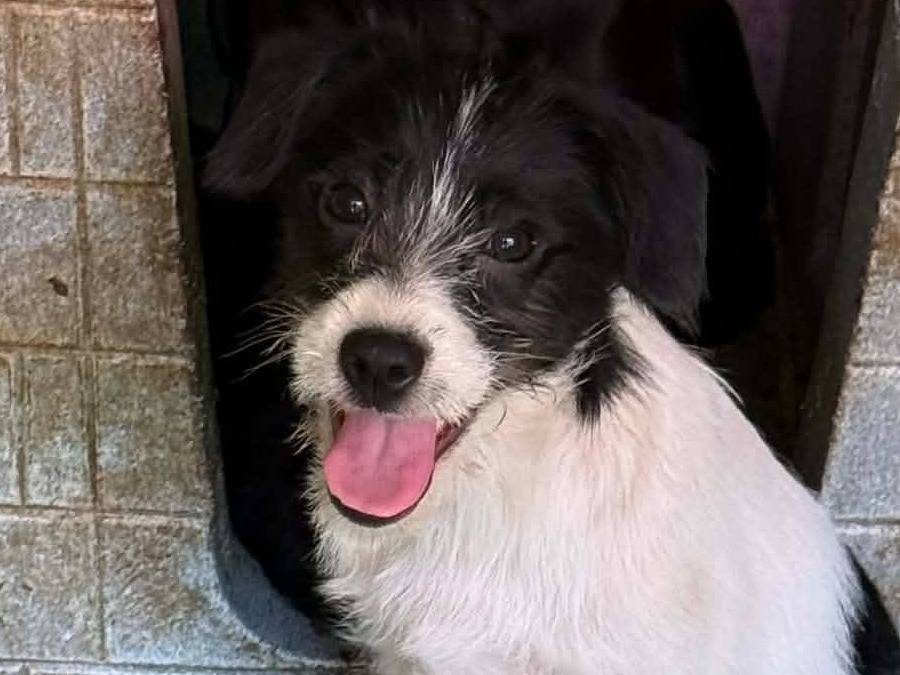 Vuoi adottare un cane a Firenze?