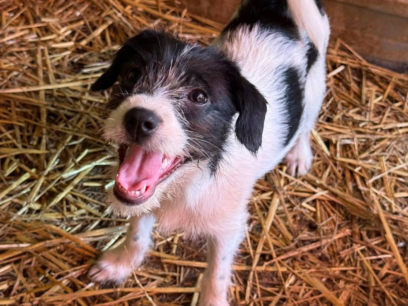 Adotta un cane, femmina, 3 mesi, Firenze
