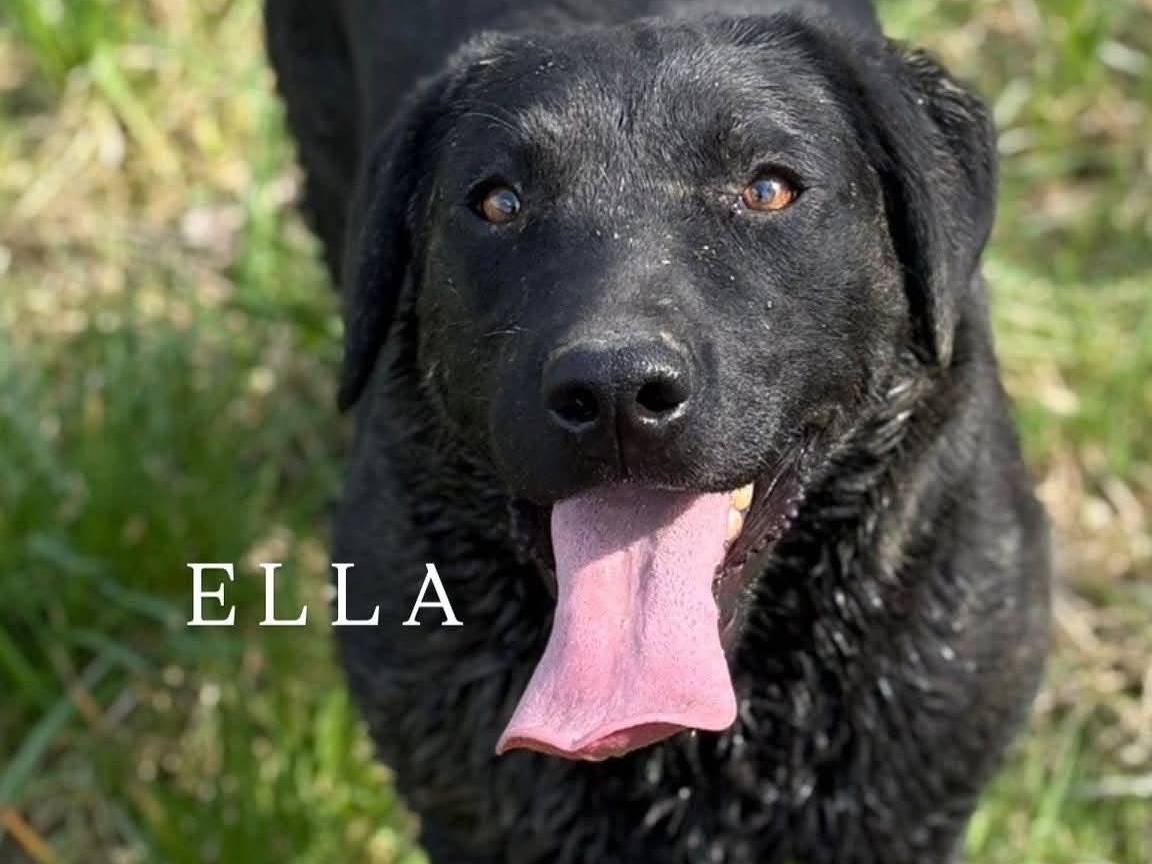 Adotta il cane ELLA a Firenze