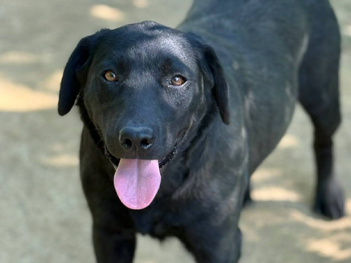 Vuoi adottare un cane a Firenze?