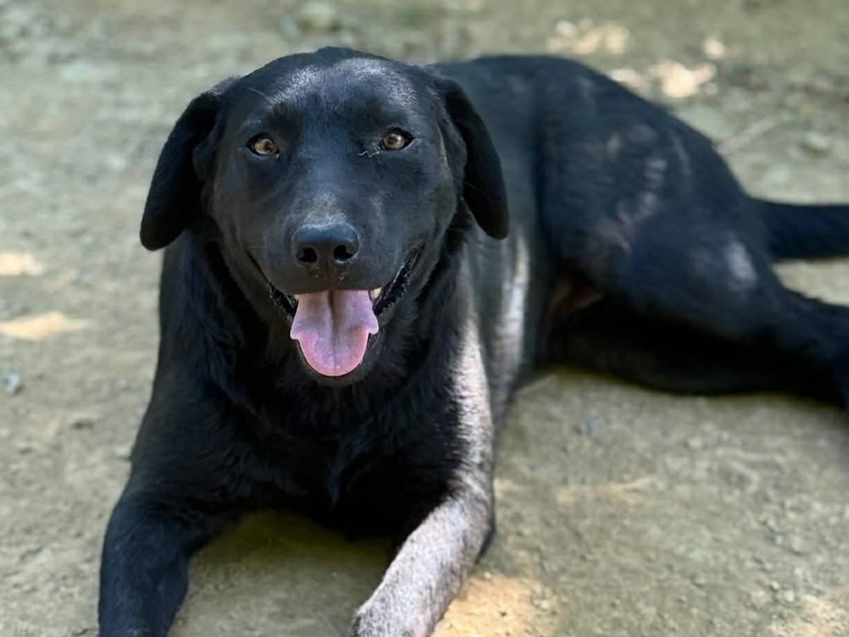 Adozione cane, femmina, Labrador Retriever Razza sconosciuta, 2 anni e 10 mesi, taglia media, Firenze