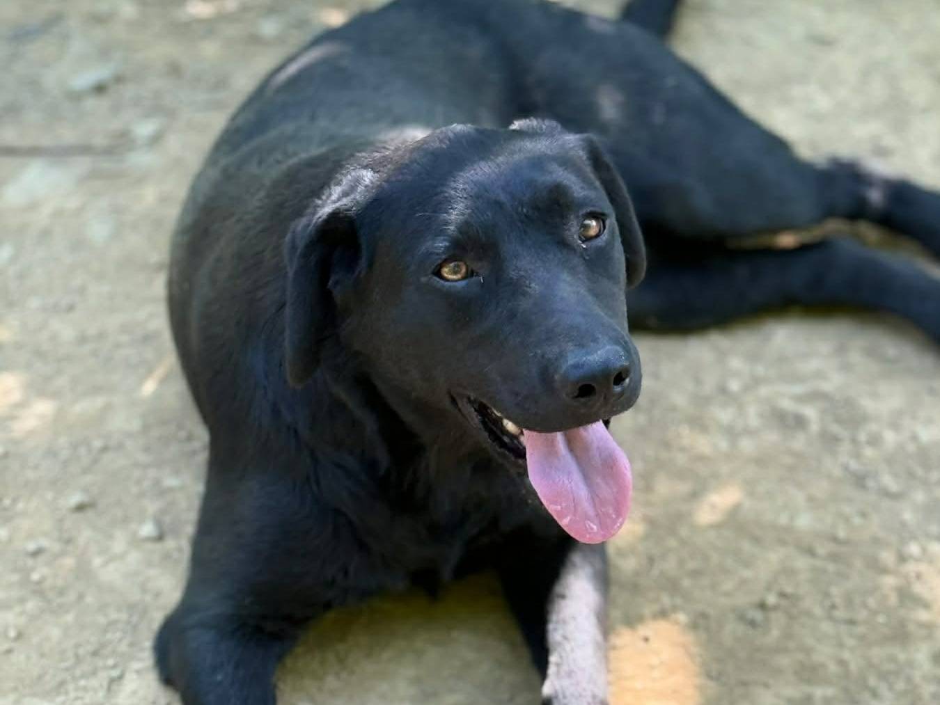 Adotta un cane, femmina, 2 anni e 10 mesi, Firenze