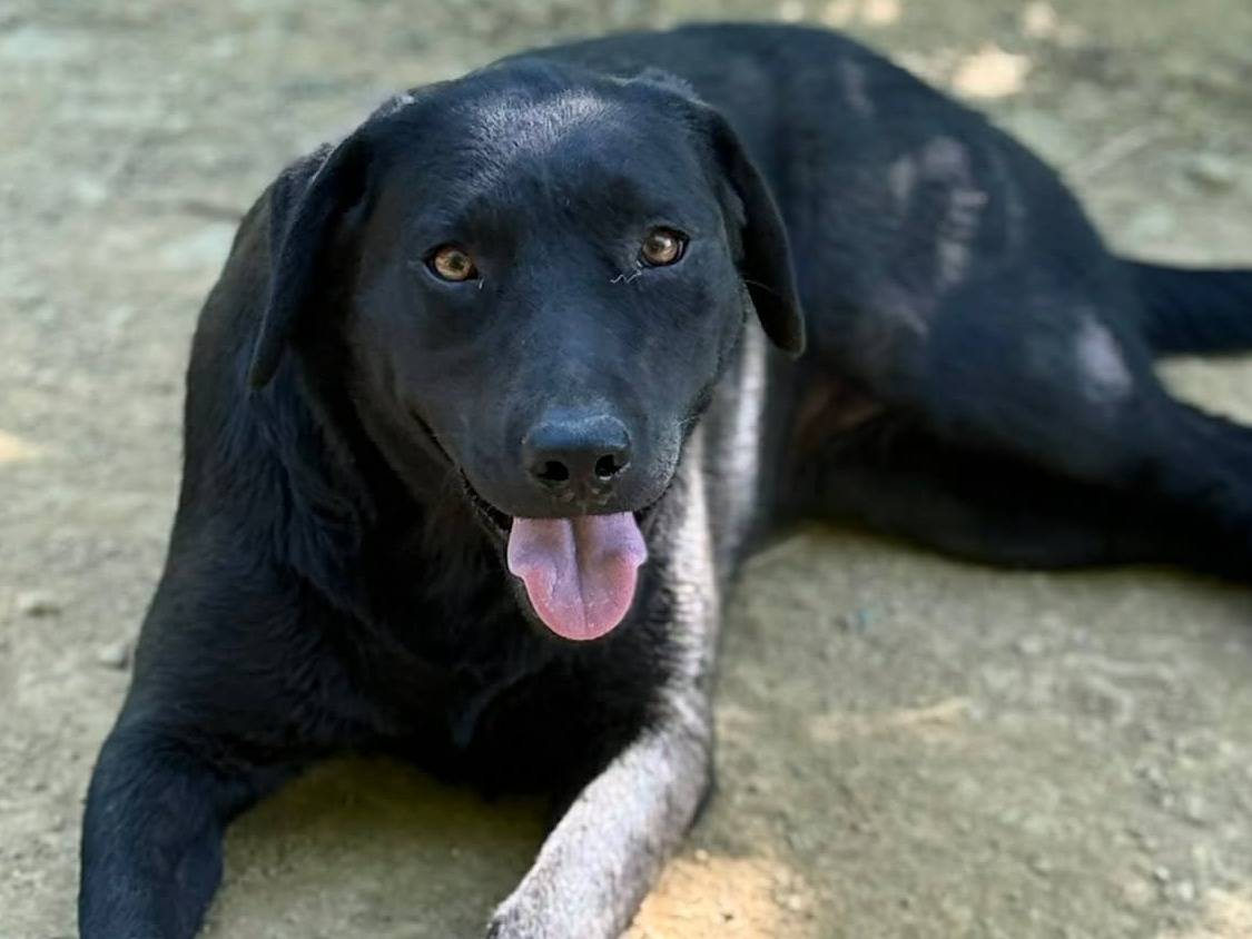 Adotta un cane, taglia media, femmina, Firenze