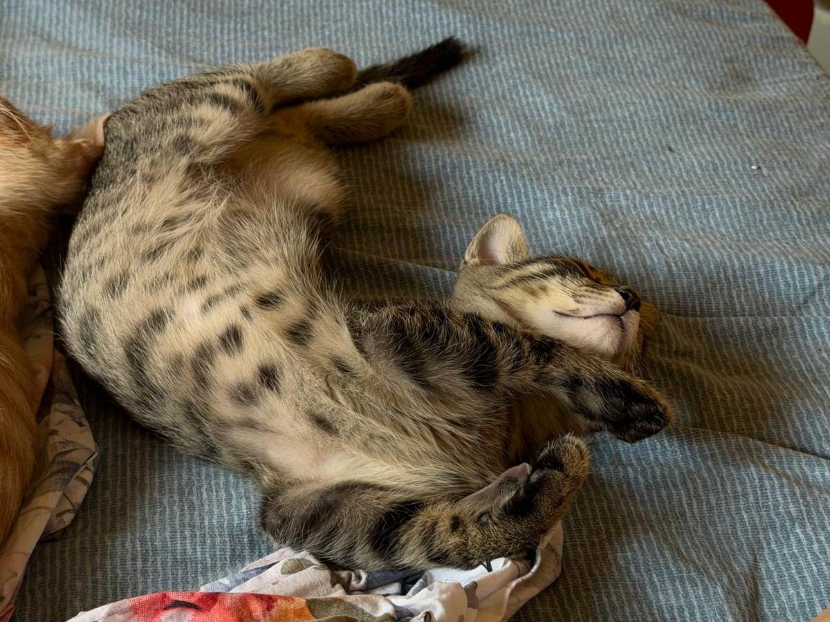 Adozione gatto, maschio, Razza sconosciuta Razza sconosciuta, 3 mesi, taglia non valida, Latina