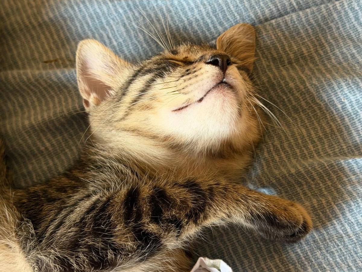 Adotta un gatto, maschio, 3 mesi, Latina