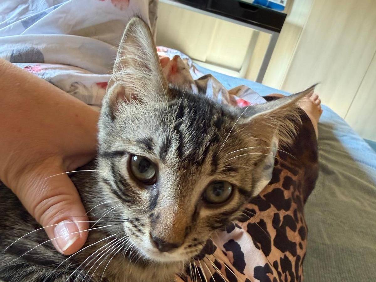 Adotta un gatto, taglia non valida, maschio, Latina