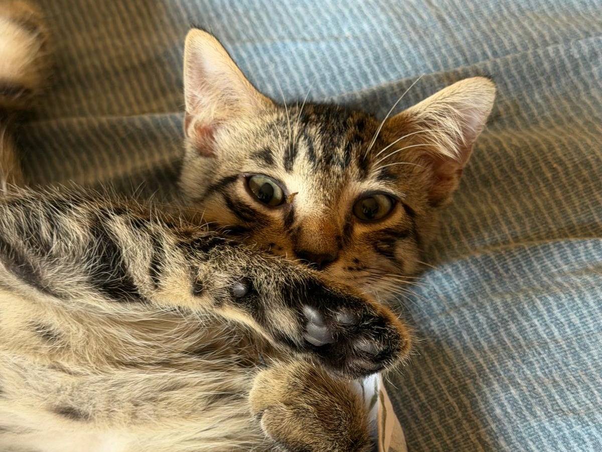 Vuoi adottare un gatto a Latina?