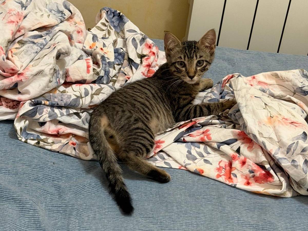Adotta il gatto ZAETTA a Latina