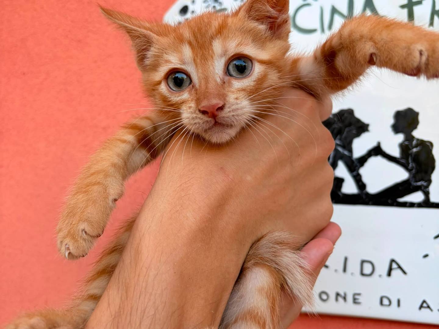 Adozione gatto, maschio, Razza sconosciuta Razza sconosciuta, 3 mesi, taglia non valida, Asti