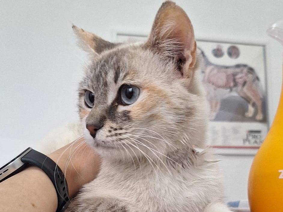 Adotta un gatto, femmina, 1 anno e 4 mesi, Genova