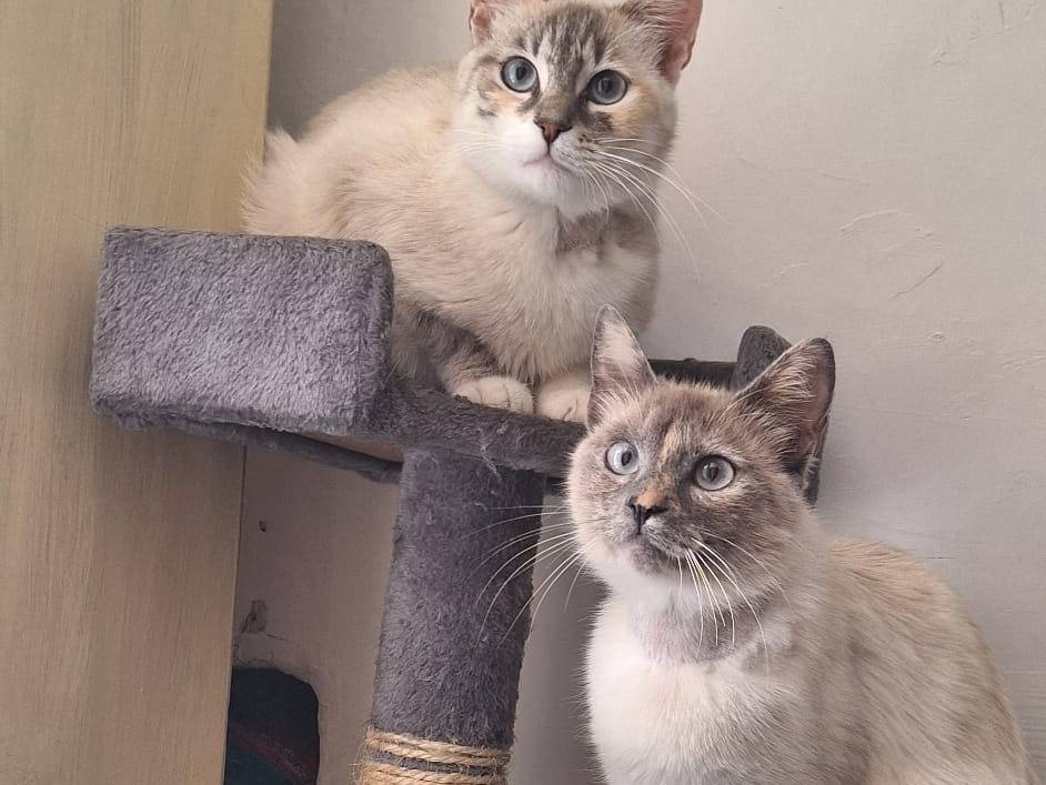 Adotta un gatto, taglia non valida, femmina, Genova