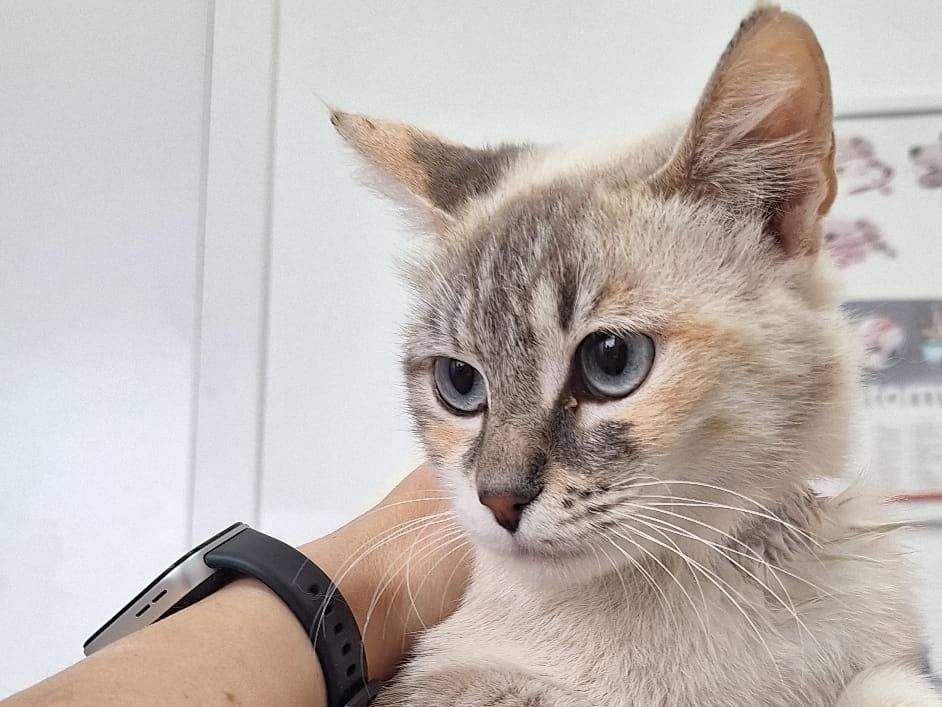 Vuoi adottare un gatto a Genova?