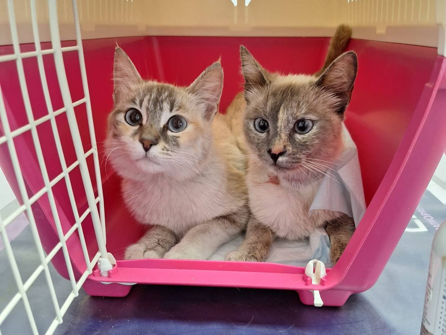 Adotta il gatto Perla a Genova