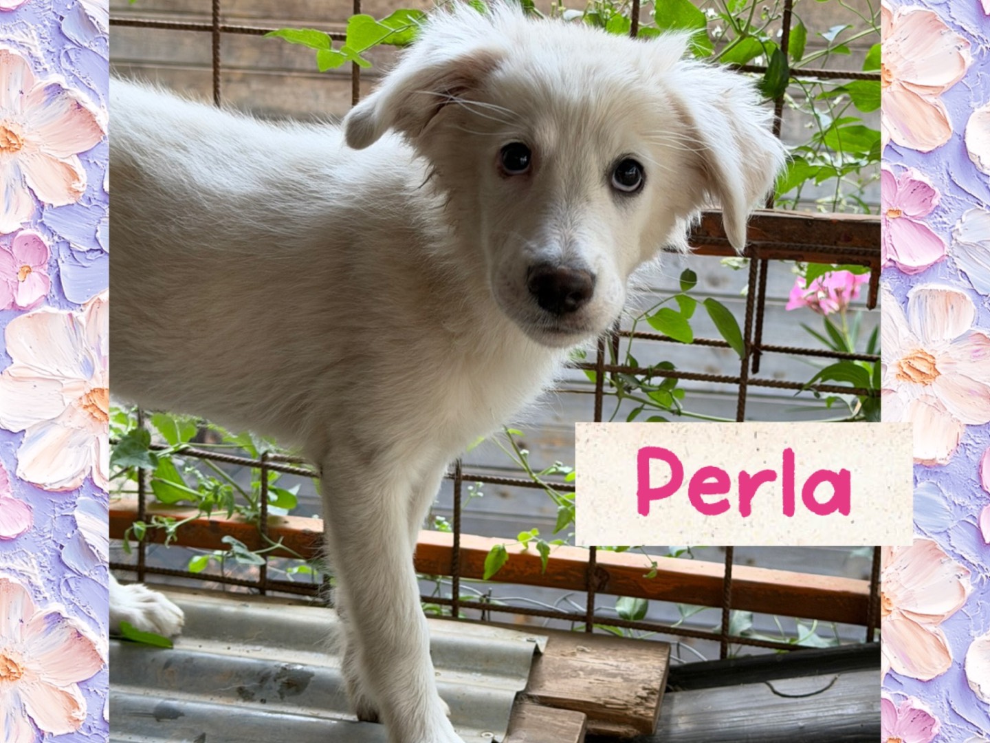Adozione cane, femmina, Razza sconosciuta Razza sconosciuta, 4 mesi, taglia media, Catanzaro