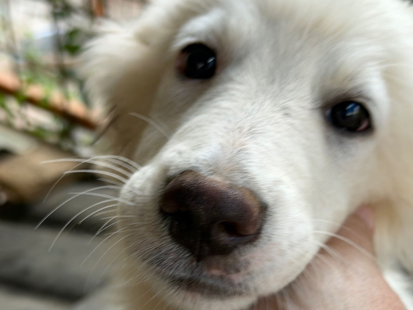 Adotta un cane, femmina, 4 mesi, Catanzaro