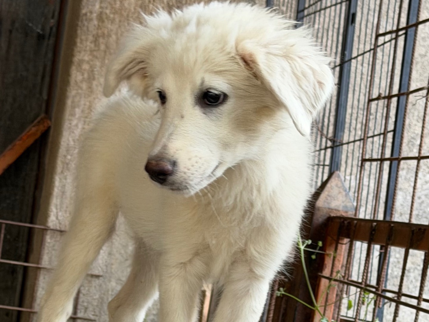 Adotta un cane, taglia media, femmina, Catanzaro