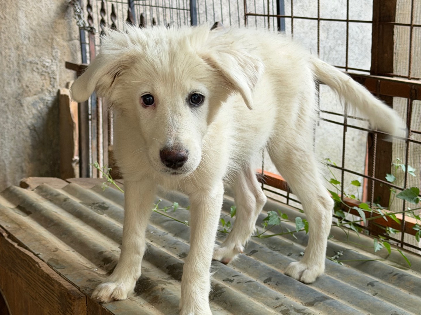 Vuoi adottare un cane a Catanzaro?