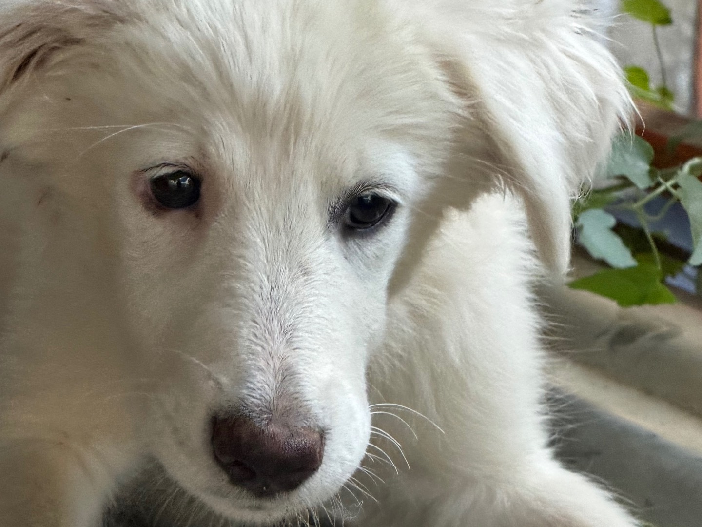 Adotta il cane Perla a Catanzaro