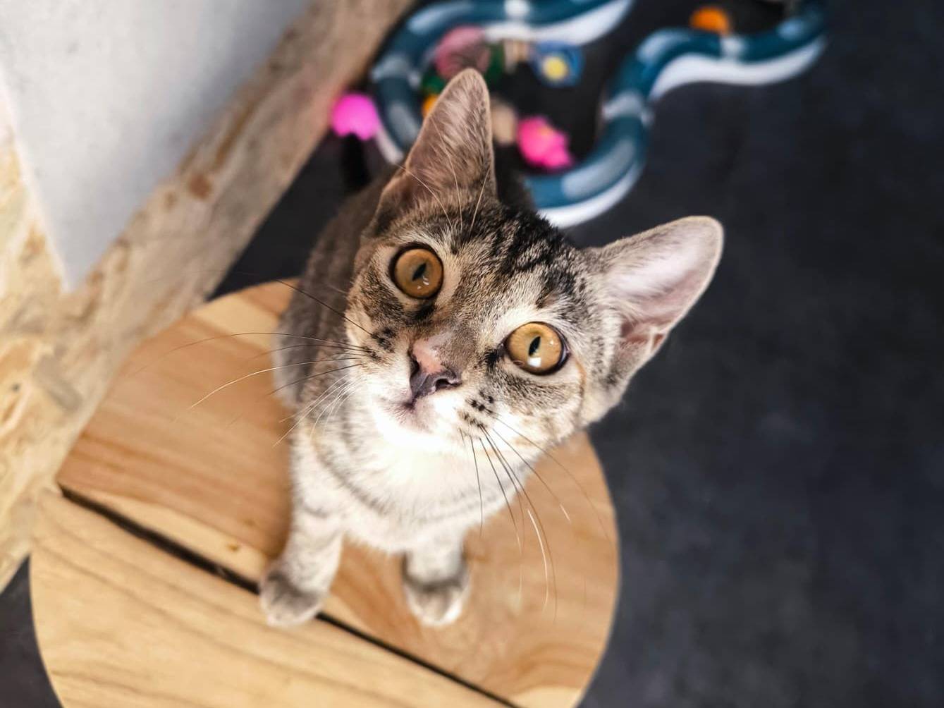 Vuoi adottare un gatto a Bari?