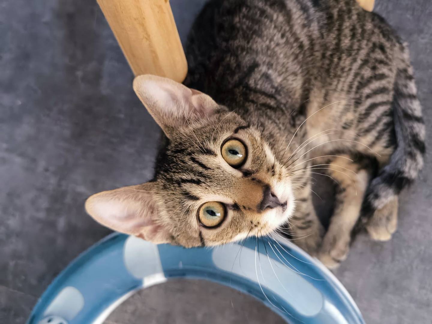 Adozione gatto, maschio, Razza sconosciuta Razza sconosciuta, 4 mesi, taglia non valida, Bari